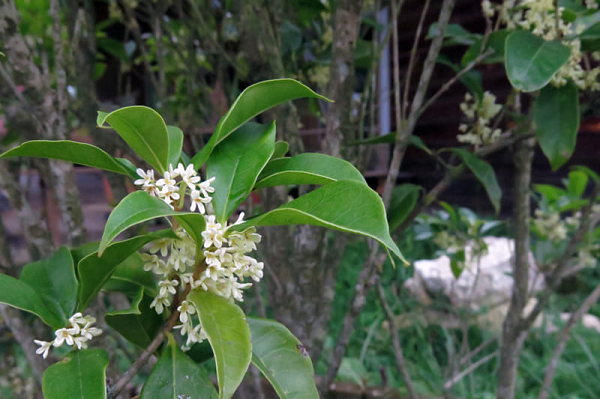 Họ Mộc hương nam (danh pháp khoa học: Aristolochiaceae), là một họ thực vật có hoa với 7-9 chi và khoảng 580-600 loài, theo các phân loại mới nhất thì thuộc về bộ Hồ tiêu (Piperales). Chi điển hình của họ này là Aristolochia (L.).