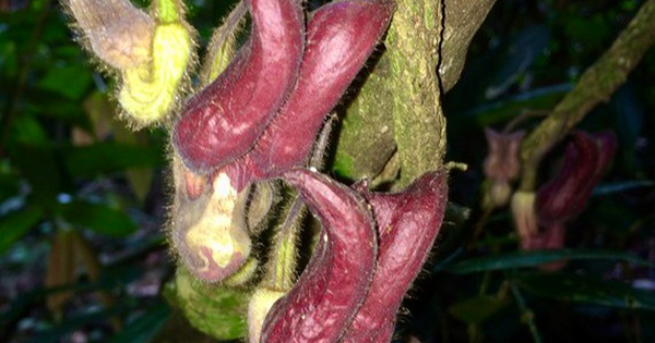 Mộc hương Vũ Quang là loài mới thứ 8 của phân chi Siphisia thuộc họ Mộc hương (Aristolochiaceae) được phát hiện và mô tả ở Việt Nam trong suốt 7 năm qua. Bên cạnh đó, đây còn là loài thứ 2 của phân chi này được phát hiện ở miền Trung Việt Nam.