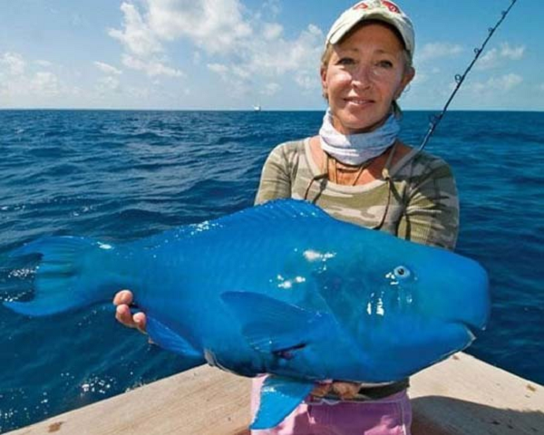 Cá vẹt lam là một loài cá có màu xanh lam trong họ cá vẹt, thuộc chi Scarus. Người ta phát hiện loài cá này ở Đại Tây Dương. Những con trưởng thành có mõm lớn, giống như mỏ chim vẹt.