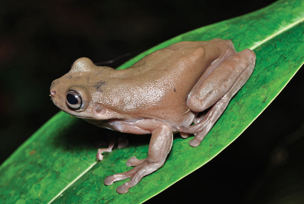 “Họ hàng gần nhất được biết đến của Litoria mira là ếch cây xanh Úc. Hai loài trông giống nhau, ngoại trừ một loài thường có màu xanh lá cây, trong khi loài ếch mới có màu chocolate đáng yêu”, tiến sĩ Paul Oliver - tác giả chính của nghiên cứu cho biết.