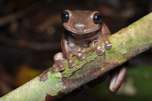 Được biết, Litoria mira là một loài ếch cây, điều đặc biệt nằm ở màu da của nó vì những con ếch cây thường được biết đến với làn da màu xanh lục.