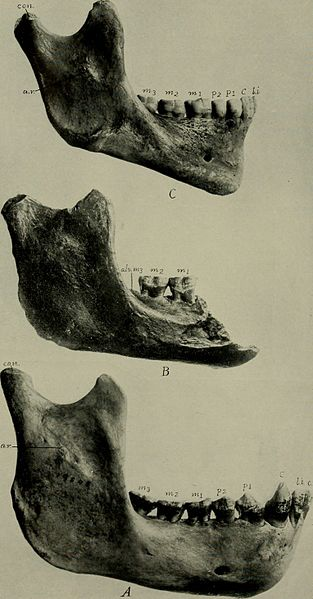 Tháng 12/1912, Arthur Smith Woodward và Charles Dawson tuyên bố phát hiện một hóa thạch người thời kỳ đầu ở Piltdown, Anh, được gọi là Người Piltdown.
