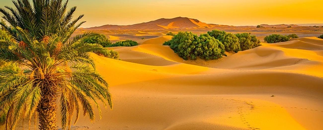 4. Sa mạc Sahara trong quá khứ thực chất lại là một khu rừng rậm được phủ cây xanh.