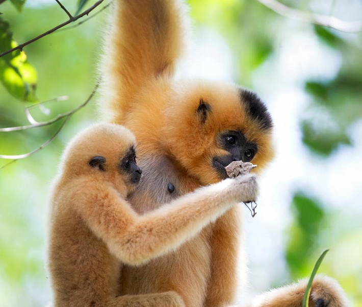 Vượn đen má vàng được đánh giá là một trong 25 loài linh trưởng có nguy cơ tuyệt chủng cao nhất trên thế giới hiện nay. Chúng hiện có mặt trong danh sách các động vật nguy cấp trong Sách Đỏ thế giới IUCN và Sách Đỏ Việt Nam.