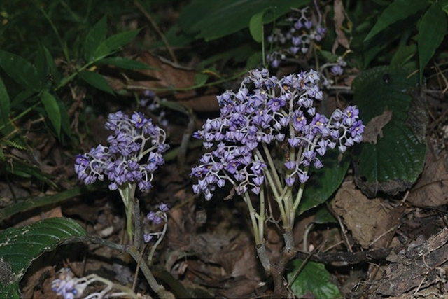 Loài thực vật mới này được xác định thuộc họ Thượng tiễn (Gesneriaceae) và được tìm thấy ở huyện Kim Bình, gần biên giới Việt Nam - Trung Quốc.