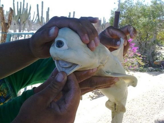 7. Cá mập Cyclops: Bức ảnh của một bào thai cá mập chỉ có một con mắt đã gây sự chú ý. Đây là hiện tượng hiếm và cực kỳ độc đáo.