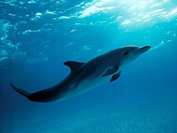 4. Động vật với giác quan mạnh mẽ: Cá heo Guiana có khả năng cảm nhận từ trường, trong khi dơi có thể cảm nhận nhiệt độ từ các tĩnh mạch và động mạch.
