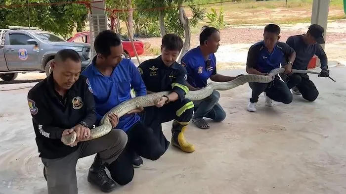 Các tình nguyện viên cứu hộ kiểm tra và tóm gọn con " quái thú" này bằng tay không trước khi chuyển nó sang một khu vực trống trải. Con rắn hổ mang chúa khổng lồ được đổ nước để uống và sau đó được thuần hóa trước khi được thả trở lại tự nhiên.