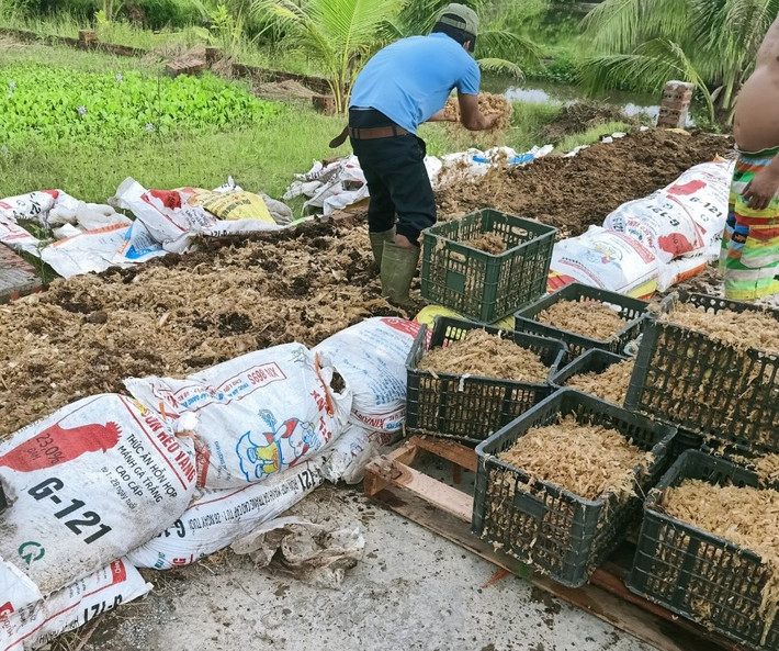 Đồng thời ứng dụng chế phẩm vi sinh Compost maker trong việc ủ phế phụ phẩm nông nghiệp thành mùn hữu cơ để bón trở lại cho cây trồng, hạn chế tối đa việc sử dụng phân bón hóa học.