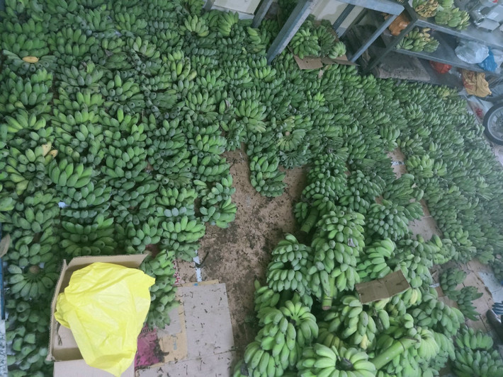 HTX Nam Việt đã nhận chuyển giao công nghệ và áp dụng thành công nuôi cấy mô giống chuối tiêu hồng theo tiêu chuẩn VietGAP, liên kết với các hộ dân trong vùng trồng 150ha chuối lùn, chuối tiêu; diện tích nuôi trồng thủy sản hơn 300 ha và 200 ha rau màu các loại.