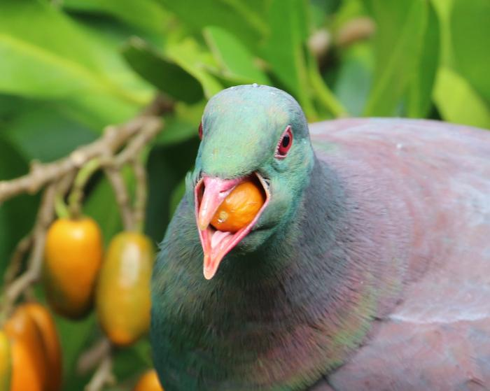 Bồ câu Kereru đóng vai trò quan trọng trong việc phát tán hạt giống của nhiều loài cây bản địa. Chúng là loài chim duy nhất ở New Zealand có thể ăn và phát tán hạt của một số loại quả có hạt lớn. (Ảnh: Science Learning Hub)