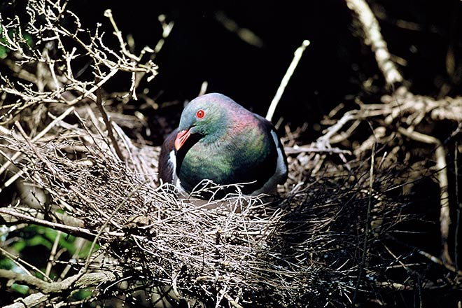Một con bồ câu Kereru mái chỉ có thể đẻ một quả trứng mỗi lần sinh sản và phải mất 28 ngày để trứng nở.(Ảnh: Te Ara Encyclopedia of New Zealand)