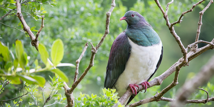 Loài chim bồ câu gỗ New Zealand, hay còn gọi là bồ câu Kereru, nổi tiếng với biệt danh “những gã say xỉn trên trời” do một thói quen ăn uống đặc biệt. (Ảnh: Zealandia)