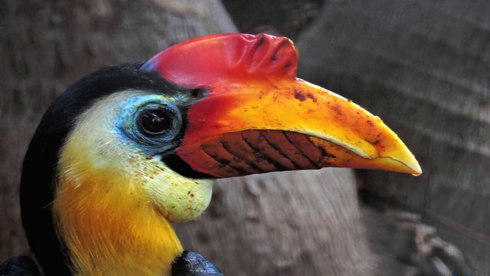 8. Chim hồng hoàng (Hornbill): Chim hồng hoàng, với chiếc mỏ to lớn và bộ lông sặc sỡ, là một trong những loài chim đẹp nhất của khu rừng nhiệt đới. Mỏ của chúng có màu vàng, cam, đỏ rực, và đôi mắt xanh biếc tạo nên vẻ đẹp vừa mạnh mẽ, vừa kiêu hãnh. (Ảnh: Honolulu Zoo)