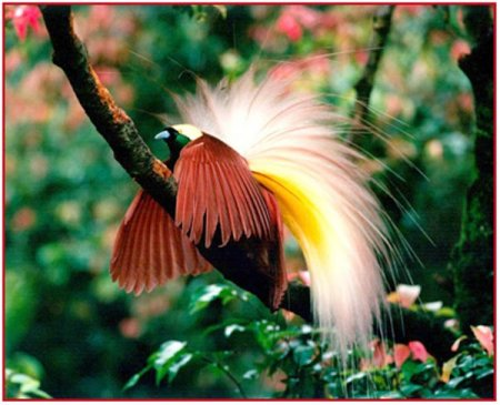 2. Chim thiên đường (Birds of Paradise): Chim thiên đường, đặc biệt là loài Paradisaeidae ở New Guinea, có bộ lông vô cùng lộng lẫy với nhiều màu sắc sặc sỡ và họa tiết độc đáo. Những bộ lông này không chỉ để thu hút bạn tình mà còn là biểu tượng của sự tinh tế và vẻ đẹp tự nhiên.(Ảnh: Vulkaner.no)