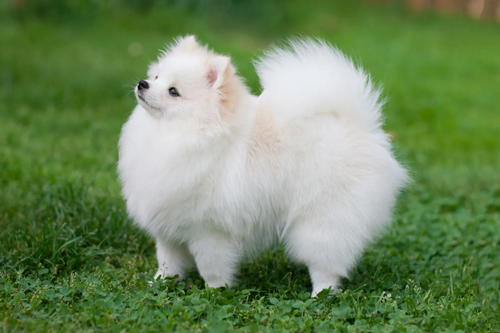 Chó phốc sóc, còn được gọi là chó Pomeranian, là một trong những giống chó cảnh nổi tiếng nhất hiện nay. Có nguồn gốc từ Trung Âu, những chú chó nhỏ nhắn này thu hút mọi ánh nhìn bởi vẻ ngoại hình dễ thương cùng tính cách đáng yêu, thông minh và thân thiện. (Ảnh: Britannica)