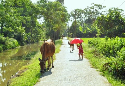 Em bé này lại cảm thấy lạ lẫm và cứ ngoái đầu lại ngắm chú bò đang gặm cỏ bên đường. Ảnh: Baodansinh.