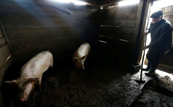 Ông Ivan nuôi lợn, gà hay trồng củ, quả ở ngôi làng xa xôi của Belarus.