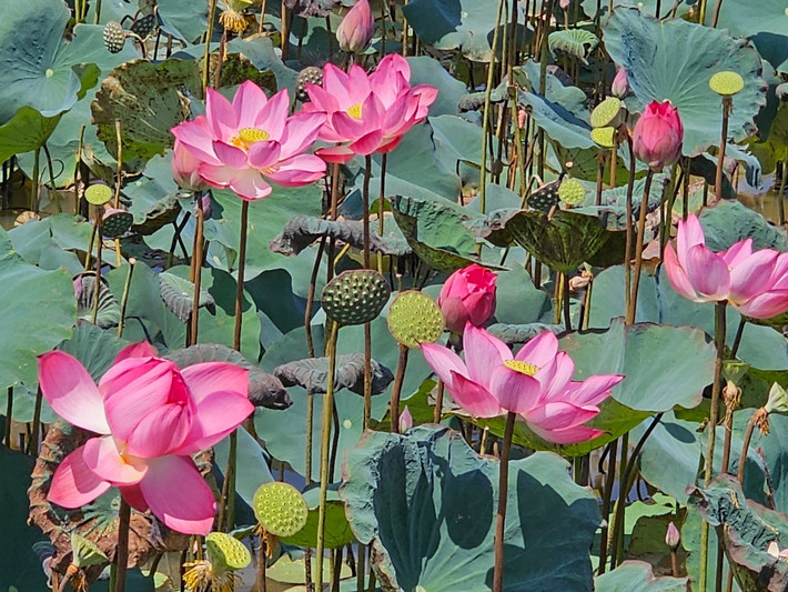 Hương sen tỏa ra thơm ngát, thuần khiết, giúp con người trở nên thư thái, hào hứng hòa mình cùng thiên nhiên trong lành.