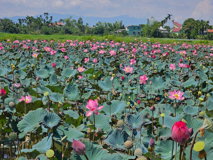 Đầm sen nép mình bên nương lúa, phía sau là những nếp nhà yên bình ẩn hiện nơi làng quê yên ả.