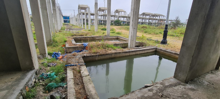 Thời gian dài thấy công trình “bất động” nên người dân đưa bò vào chăn thả.