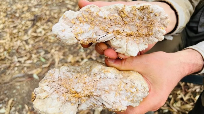 Kamp cho biết ngay lúc đó đã biết cục vàng đó có giá lớn hơn nhiều. Trong 43 năm đào vàng, ông chưa bao giờ thấy một tảng đá nào lại chứa nhiều vàng như vậy.