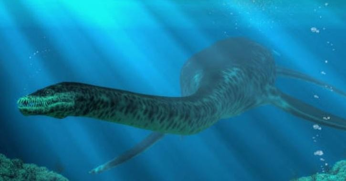 Trước đó vài tuần, Nessie đã phát hiện ra hai cái bướu nổi lên khỏi mặt nước.