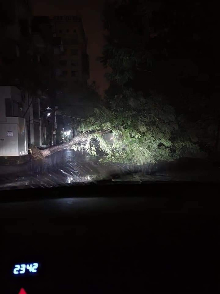 Nhiều cây cối bị bật gốc...