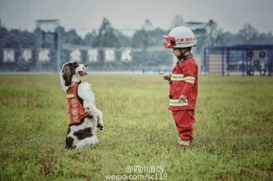 Những chú chó này được tuyển chọn kỹ càng và cực kỳ thông minh nên chúng có thể hiểu được tất cả những hiệu lệnh của cậu nhóc 4 tuổi. Ảnh: Weibo.