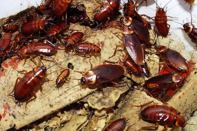 Không thể không nhắc đến loài gián, dù loài này là thức ăn khoái khẩu của rất nhiều loài khác. Với khả năng đẻ cực nhiều, gián có thể sống sót trong các điều kiện khắc nhiệt nhất sẽ khiến chúng trở thành loài động vật thống trị Trái đất ngay cả trong trường hợp tất cả các loài khác trên hành tinh này đã bị tuyệt diệt. Ảnh: Toptenz.