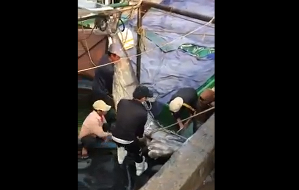 Đến ngày 15/3, các ngư dân kéo lưới lên thì phát hiện con cá cờ rất to mắc lưới. Rất vất vả, các ngư dân mới kéo được con cá cờ có cân nặng “khủng” lên tàu.