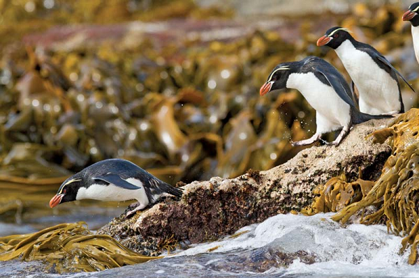 Chim cánh cụt Rockhopper có thể ở ngoài biển trong nhiều ngày khi đi săn. Và chúng có thể lặn sâu tới 100m trong vài phút mỗi khi tìm kiếm con mồi.
