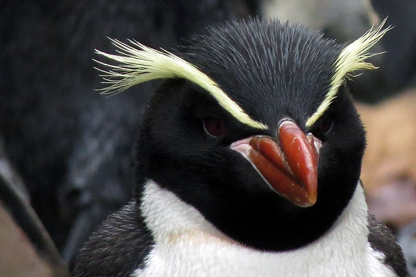 Chim cánh cụt Rockhopper đôi mắt màu đỏ, mỏ màu cam, màng chân màu hồng, và chỏm lông màu vàng, đen và nhọn trên đầu.