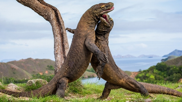Rồng Komodo thích sống ở những nơi nóng, khô, và thường sống ở vùng đồng cỏ khô, thảo nguyên và rừng nhiệt đới ở độ cao thấp. Nó hoạt động mạnh nhất vào ban ngày. Tốc độ của chúng có thể đạt đến 20 km/h, lặn sâu tới 4,5m và trèo cây một cách thành thạo.
