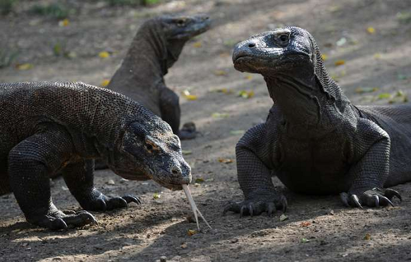 Những con rồng Komodo trưởng thành thường nặng khoảng 70 kg. Tuy nhiên, những con rồng được nuôi nhốt thường nặng hơn. Theo sách kỉ lục Guinnes, một con rồng Komodo đực có cân nặng lên đến 91kg, trong khi đó, con cái chỉ nặng đến 73 kg.