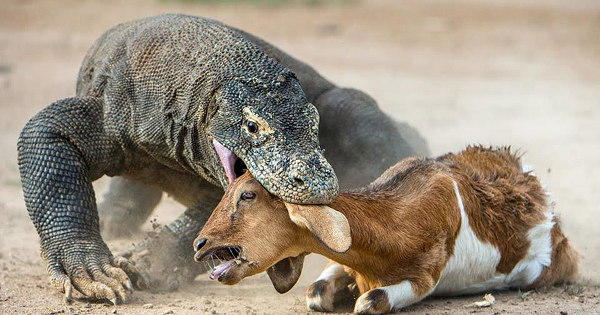 Chúng là loài thằn lằn lớn nhất còn tồn tại hiện nay. Một con rồng Komodo trưởng thành có thể dài đến 3 mét và nặng đến 70 kg.