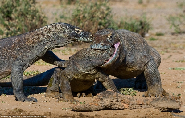 Rồng Komodo có đuôi dài bằng thân của nó. Chúng có khoảng 60 chiếc răng cưa và thường xuyên được thay thế. Nó cũng có lưỡi dài, màu vàng, sâu. Da của rồng Komodo được bao bọc bởi lớp vảy giáp như một bộ giáp tự nhiên.