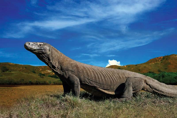 Kích thước khổng lồ của rồng Komodo khiến chúng thống trị nơi mà chúng sinh sống. Thức ăn của chúng gồm có các loài động vật không xương sống, chim và động vật có vú. Vết cắn có chứa độc.