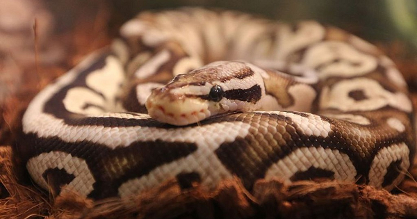 Trăn hoàng gia hay Trăn bóng (tên tiếng Anh: Ball Python) là một loài trăn sống ở Châu Phi. Với vẻ ngoài bắt mắt và tính cách hiền hòa, chúng được nuôi rộng rãi để làm cảnh.