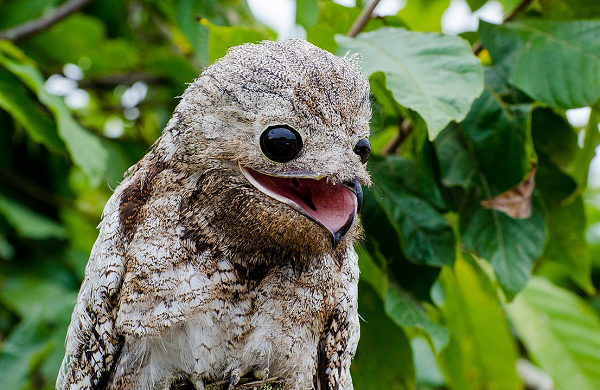 Khi ngủ, Potoo sẽ tạo một tư thế ''ngẩng cao đầu'' để ngụy trang thành một cành cây khô, bộ lông của chúng được xem là tuyệt tác của thiên nhiên giúp chúng hòa mình vào môi trường và che mắt kẻ thù.