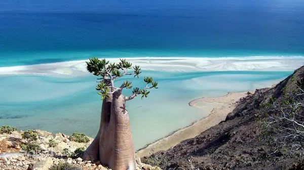Đảo Socotra nằm ở Ấn Độ Dương, cách đất liền Yemem 220 dặm, được mệnh danh là vùng đất ngoài hành tinh với sự xuất hiện của hàng loạt giống cây và động vật kỳ lạ. Chúng tồn tại trong môi trường khô nóng và lộng gió.