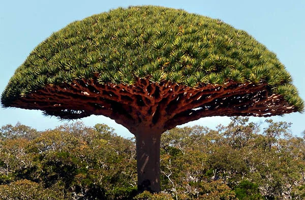 Tuy nhiên, vào thời điểm đó, Socotra đã là một hòn đảo tách biệt, chính vì vậy cho dù có trải qua bất kì biến cố nào, cây cối và động vật nơi đây vẫn chưa bao giờ lan rộng vào vùng đất liền.