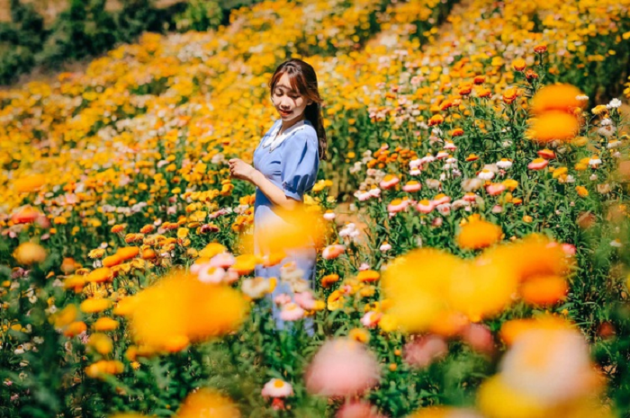 Bất tử thuộc cây loại cây thân thảo sống lâu năm. Thông thường, một cây hoa bất tử được trồng từ một đến hai năm.