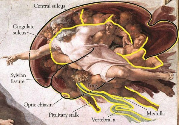 Họ tranh luận rằng phần bên phải của bức tranh như vẽ nên kết cấu thông minh và tinh vi của bộ não người. Trên thực tế, bạn có thể tìm thấy ngay cả những thành phần tinh vi nhất của não, chẳng hạn như tiểu não, thần kinh thị giác và tuyến yên.