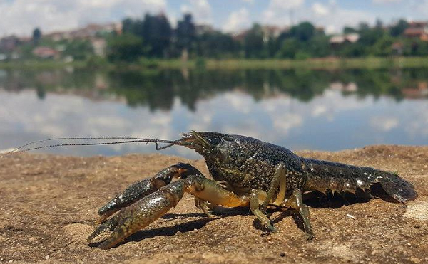 Sau khi mang về nuôi, ông hốt hoảng khi nhận ra kích thước của nó ngày càng lớn và đẻ ra những mẻ trứng có số lượng khổng lồ.