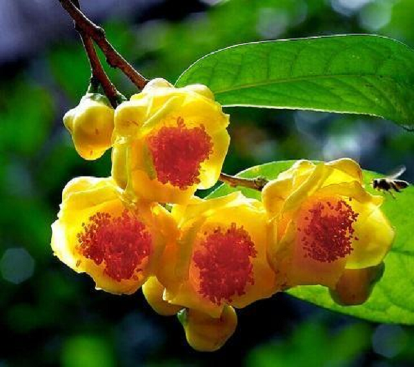 Lá đơn mọc cách, dài hẹp hình tròn. Hàng năm cứ đến tháng 4 - tháng 5 là đâm lộc, ra lá mới, sau 2-3 năm lá già mới rụng. Tháng 11 bắt đầu nở hoa, hoa kéo dài đến tháng 3 năm sau.