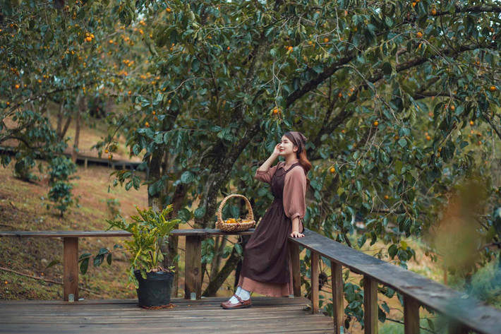 Một vườn hồng khác không nên bỏ lỡ chính là vườn hồng nhà Tom. Đây là một trong số ít vườn hồng sẽ mang lại cho khách du lịch nhiều trải nghiệm thú vị và rất nhiều hình sống ảo đẹp mắt. Địa chỉ: 31d Khe Sanh, Phường 10, Thành phố Đà Lạt, Lâm Đồng. Ảnh: Bích Phương