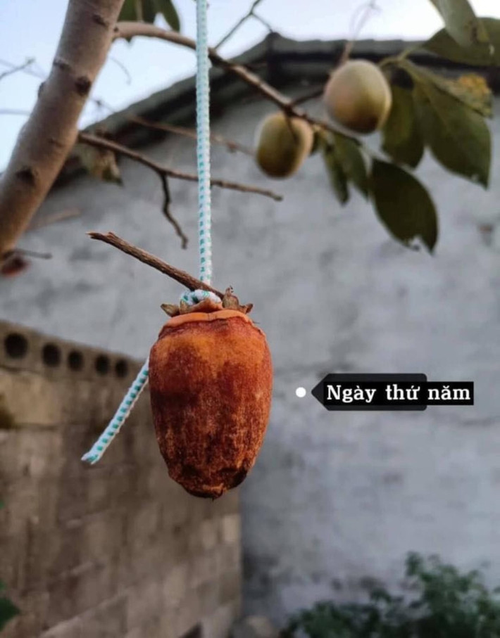 Tuy nhiên đến ngày thứ 4, thứ 5 thì có gì đó sai sai. Qủa hồng bắt đầu thâm lại và xuất hiện vết hỏng. Theo nhiều cư dân mạng chia sẻ, từ công đoạn ban đầu treo lên đã không đúng, bởi hồng chỉ treo trước gió chứ không phải nắng.