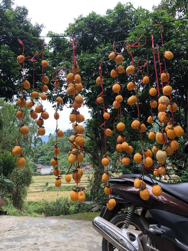 Hồng treo gió là một món ngon khoái khẩu đối với nhiều người. Thay vì bỏ tiền ra mua, càng ngày các cô nàng đảm đang càng có sở thích tự làm món này hơn.