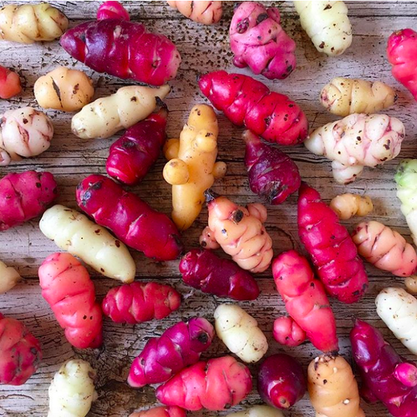 Củ nâu (hay còn gọi là củ Oca) là giống cây thuộc họ Oxalis, có xuất xừ từ các nước Nam Mỹ như Columbia hay Peru. Cách trồng và điều kiện sinh trưởng của củ nâu Oca Peru giống y hệt khoai tây. Thậm chí, người ta cũng khuyên nhủ nhau nên chế biến loại củ này giống như khoai tây để có được món ăn ngon nhất.